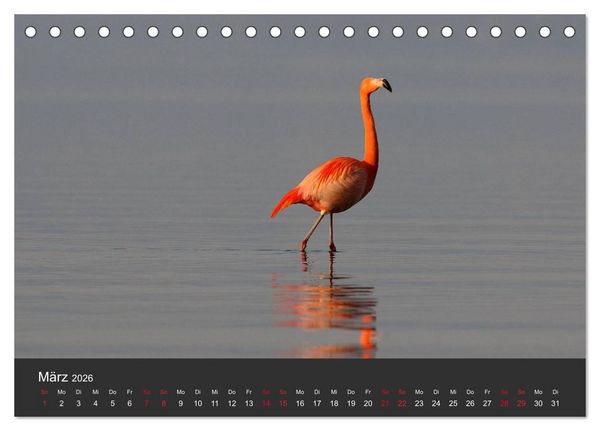 Produktbild: Pretty Flamingo (Tischkalender 2026 DIN A5 quer), CALVENDO Monatskalender
