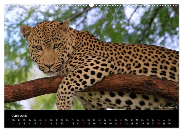 Produktbild: Raubkatzen (Wandkalender 2026 DIN A2 quer), CALVENDO Monatskalender