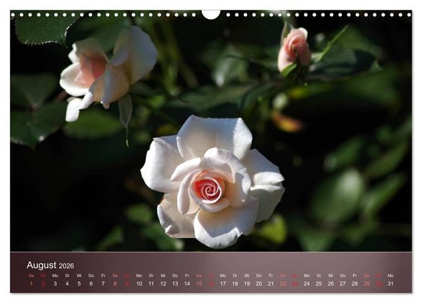 Produktbild: Zarte Sch&ouml;nheiten - Rosen (Wandkalender 2026 DIN A3 quer), CALVENDO Monatskalender