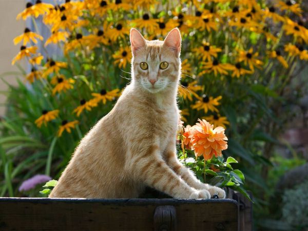 Produktbild: CALVENDO Puzzle Neugierige rot getigerter Katze in einem bl&uuml;henden Garten | 1000 Teile Lege-Gr&ouml;&szlig;e 64x48cm Foto-Puzzle f&uuml;r gl&uuml;ckliche Stunden