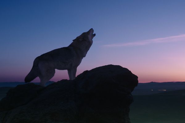 Produktbild: Der letzte Wolf (inkl. 2D-Version)