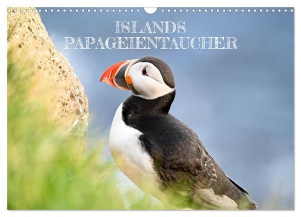 Produktbild: Islands Papageientaucher (Wandkalender 2027 DIN A3 quer), CALVENDO Monatskalender
