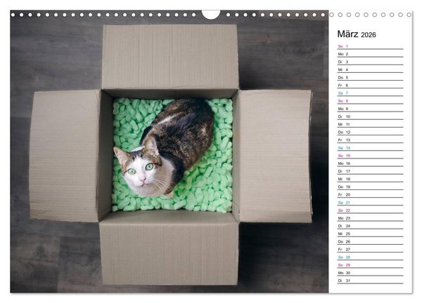 Produktbild: Karton Katzen (Wandkalender 2026 DIN A3 quer), CALVENDO Monatskalender