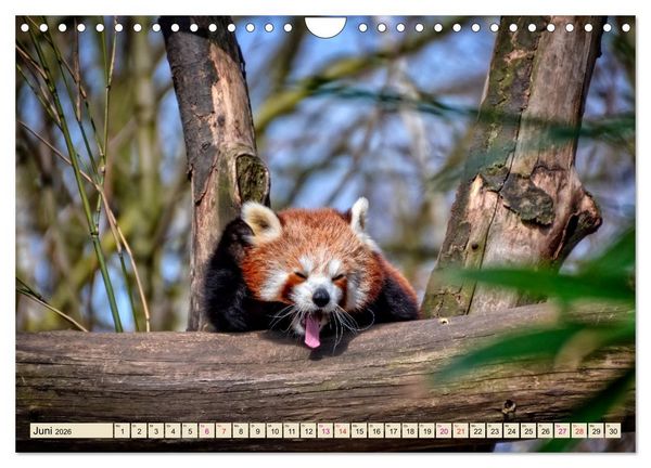 Produktbild: Kleiner Panda (Wandkalender 2026 DIN A4 quer), CALVENDO Monatskalender