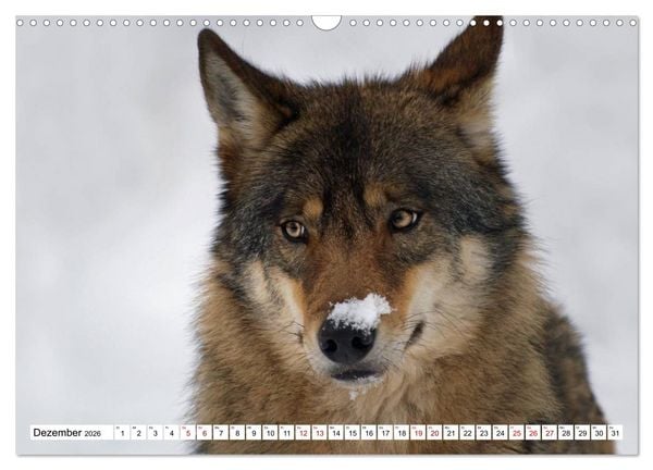 Produktbild: Waldtiere (Wandkalender 2026 DIN A3 quer), CALVENDO Monatskalender