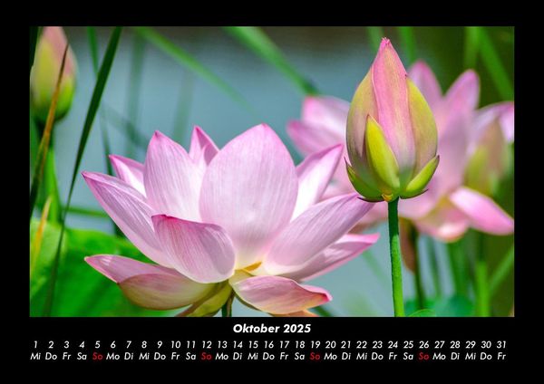 Produktbild: Pflanzen und Bl&uuml;ten 2025 Fotokalender DIN A3