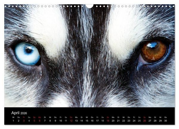 Produktbild: Huskys (Wandkalender 2026 DIN A3 quer), CALVENDO Monatskalender
