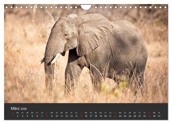 Produktbild: Elefanten - Graue Riesen (Wandkalender 2026 DIN A4 quer), CALVENDO Monatskalender