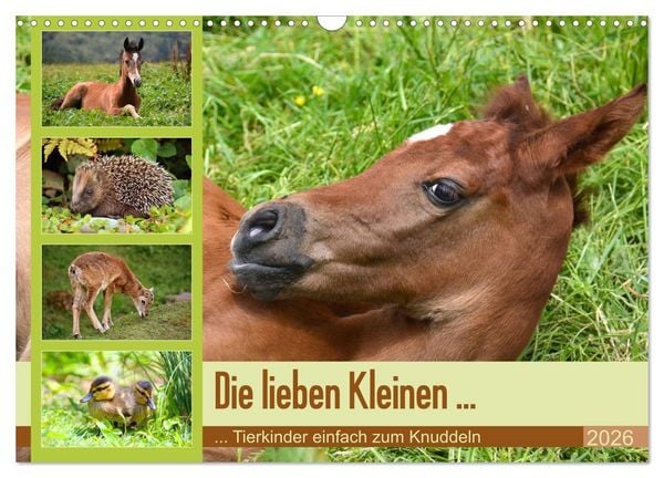 Produktbild: Die lieben Kleinen ... Tierkinder einfach zum Knuddeln (Wandkalender 2026 DIN A3 quer), CALVENDO Monatskalender