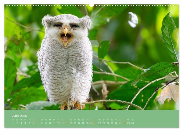 Produktbild: Zwischen Nebel und Baumriesen - V&ouml;gel Borneos (Wandkalender 2026 DIN A2 quer), CALVENDO Monatskalender