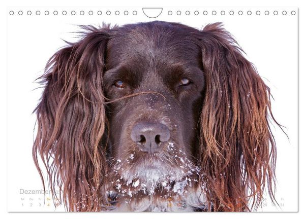 Produktbild: Faszination Jagdhund - Kleiner M&uuml;nsterl&auml;nder (Wandkalender 2027 DIN A4 quer), CALVENDO Monatskalender