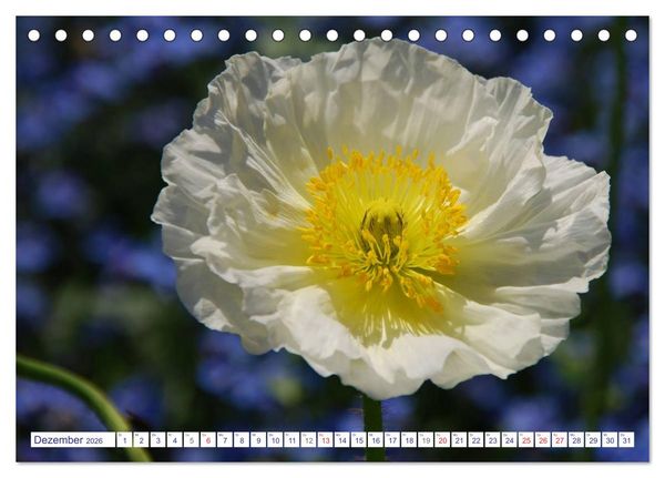 Produktbild: MOHNBL&Uuml;TEN (Tischkalender 2026 DIN A5 quer), CALVENDO Monatskalender
