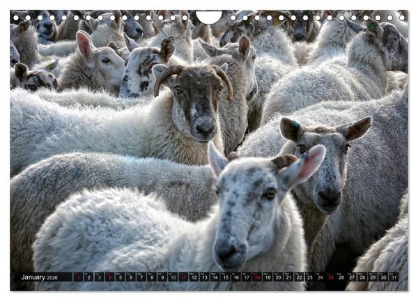 Produktbild: Sheep Portraits (Wall Calendar 2026 DIN A4 landscape), CALVENDO 12 Month Wall Calendar