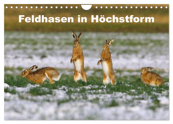 Produktbild: Feldhasen in H&ouml;chstform (Wandkalender 2026 DIN A4 quer), CALVENDO Monatskalender