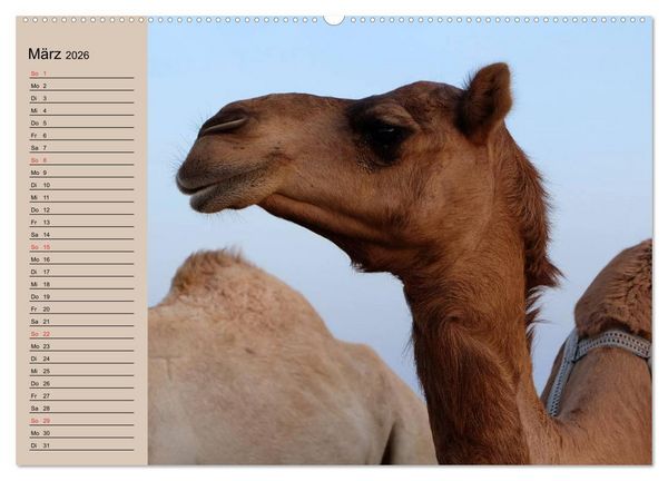 Produktbild: Kamele in der W&uuml;stensonne (hochwertiger Premium Wandkalender 2026 DIN A2 quer), Kunstdruck in Hochglanz