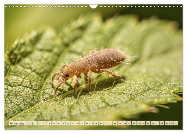 Produktbild: Die kleinsten Tiere - Weltweit (Wandkalender 2027 DIN A3 quer), CALVENDO Monatskalender