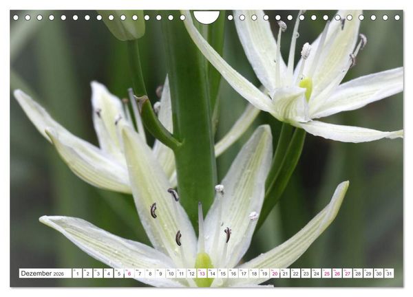 Produktbild: Traumbl&uuml;ten in Wei&szlig; (Wandkalender 2026 DIN A4 quer), CALVENDO Monatskalender