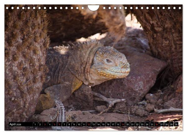 Produktbild: Leguane auf Galapagos (Wandkalender 2026 DIN A4 quer), CALVENDO Monatskalender