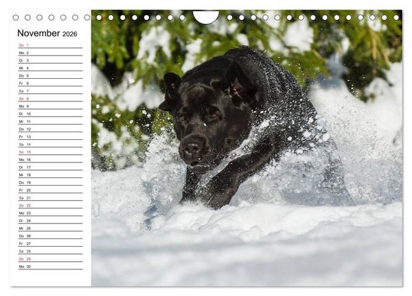 Produktbild: Labrador Retriever - Freunde f&uuml;r&acute;s Leben (Wandkalender 2026 DIN A4 quer), CALVENDO Monatskalender