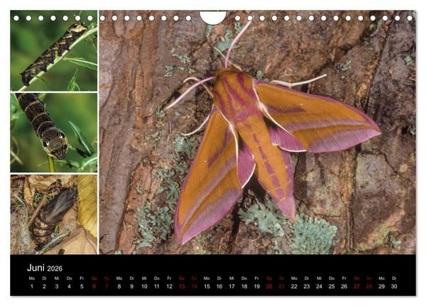 Produktbild: Schmetterlinge - Wunder der Verwandlung (Wandkalender 2026 DIN A4 quer), CALVENDO Monatskalender