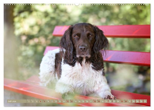 Produktbild: Passion Jagdhund - Kleiner M&uuml;nsterl&auml;nder (Wandkalender 2026 DIN A2 quer), CALVENDO Monatskalender