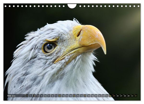 Produktbild: Imposante Vogelportr&auml;ts (Wandkalender 2026 DIN A4 quer), CALVENDO Monatskalender