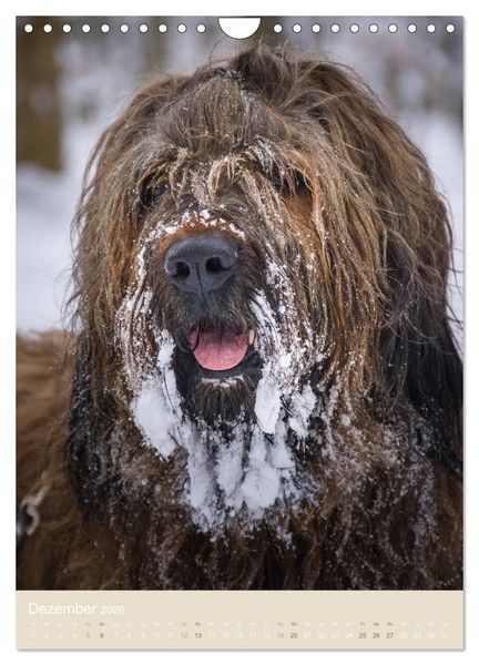 Produktbild: Briard-Gesichter (Wandkalender 2026 DIN A4 hoch), CALVENDO Monatskalender