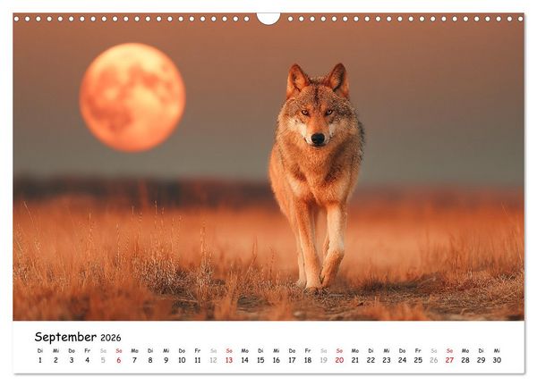 Produktbild: W&ouml;lfe im Mondlicht - Ruf der Wildnis (Wandkalender 2026 DIN A3 quer), CALVENDO Monatskalender