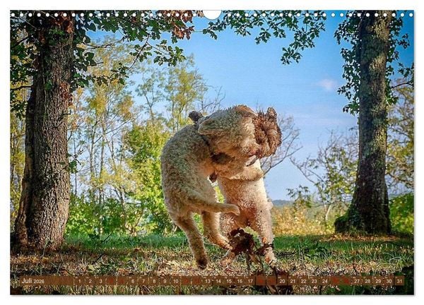 Produktbild: Lagotto Romagnolo Tanzende Tr&uuml;ffelnasen (Wandkalender 2026 DIN A3 quer), CALVENDO Monatskalender