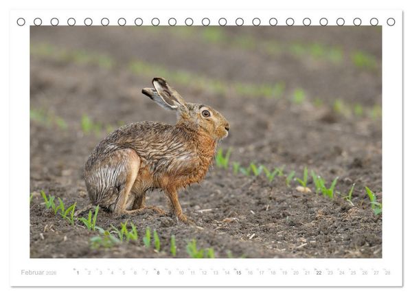 Produktbild: Der Feldhase (Tischkalender 2026 DIN A5 quer), CALVENDO Monatskalender