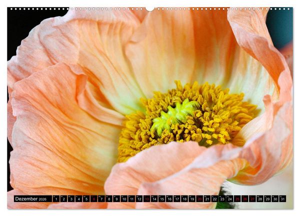 Produktbild: Mohnbl&uuml;ten-Portr&auml;ts (hochwertiger Premium Wandkalender 2026 DIN A2 quer), Kunstdruck in Hochglanz
