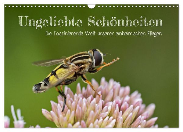 Produktbild: Ungeliebte Sch&ouml;nheiten - die faszinierende Welt unserer heimischen Fliegen (Wandkalender 2026 DIN A3 quer), CALVENDO Monatskalender