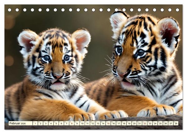 Produktbild: Tiger ganz nah (Tischkalender 2026 DIN A5 quer), CALVENDO Monatskalender