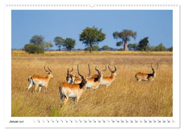 Produktbild: Afrika Wildlife-Fotografien (Wandkalender 2027 DIN A2 quer), CALVENDO Monatskalender