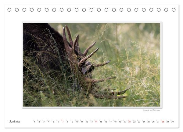 Produktbild: Emotionale Momente: Europ&auml;ischer Elch Part II (Tischkalender 2026 DIN A5 quer), CALVENDO Monatskalender