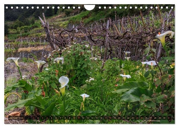 Produktbild: Madeira, Insel zwischen Himmel und Meer (Wandkalender 2026 DIN A4 quer), CALVENDO Monatskalender