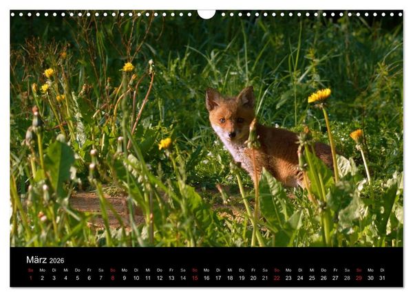 Produktbild: Faszination Wald. Waldimpressionen aus Nordhessen von Lutz Klapp (Wandkalender 2026 DIN A3 quer), CALVENDO Monatskalender