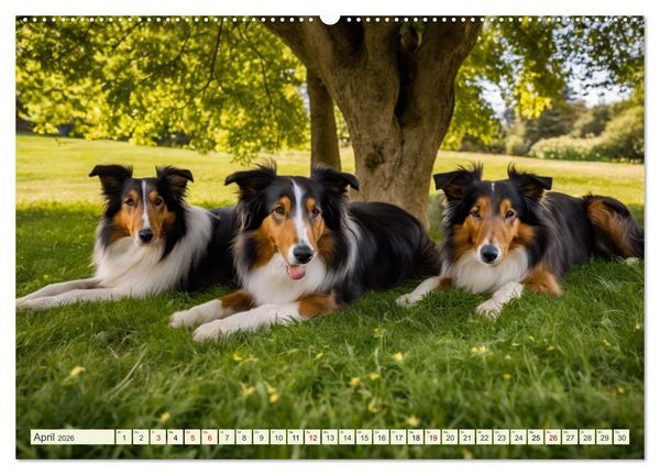 Produktbild: Traumhund Collie (hochwertiger Premium Wandkalender 2026 DIN A2 quer), Kunstdruck in Hochglanz