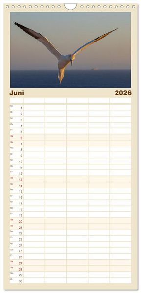 Produktbild: Familienplaner 2026 - Basst&ouml;lpel - Helgolands faszinierende V&ouml;gel mit 5 Spalten (Wandkalender, 21 x 45 cm) CALVENDO