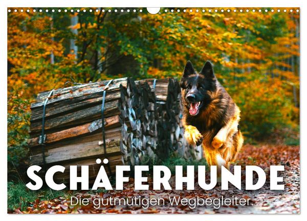 Produktbild: Sch&auml;ferhunde - Die gutm&uuml;tigen Wegbegleiter. (Wandkalender 2026 DIN A3 quer), CALVENDO Monatskalender