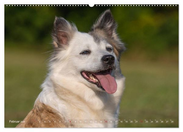 Produktbild: Islandhunde im Portrait (hochwertiger Premium Wandkalender 2026 DIN A2 quer), Kunstdruck in Hochglanz