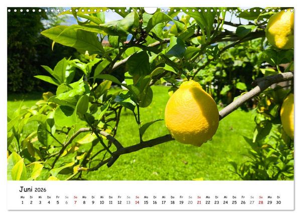 Produktbild: Limone sul Garda - Die Heimat der Zitrone am Gardasee (Wandkalender 2026 DIN A3 quer), CALVENDO Monatskalender