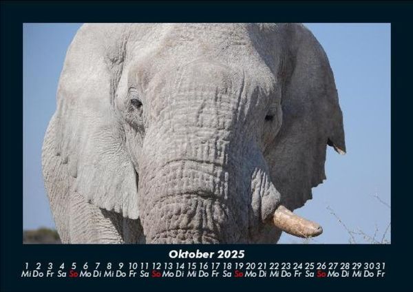Produktbild: Der Elefantenkalender 2025 Fotokalender DIN A5