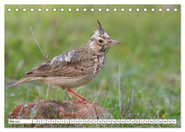 Produktbild: V&ouml;gel in der Extremadura (Tischkalender 2026 DIN A5 quer), CALVENDO Monatskalender