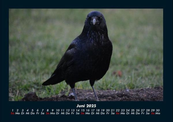 Produktbild: Vogelparadies 2025 Fotokalender DIN A4
