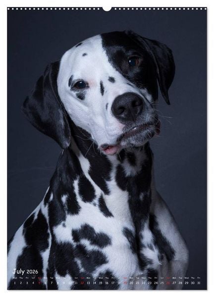 Produktbild: Dogs in Style (High Quality Premium Wall Calendar 2026 DIN A2 portrait),CALVENDO 12 Month Wall Calendar