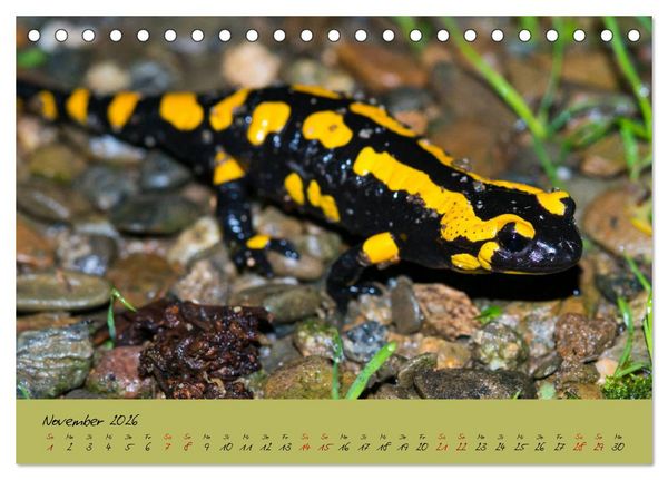 Produktbild: Feuersalamander - Liebenswerte Heimlichtuer (Tischkalender 2026 DIN A5 quer), CALVENDO Monatskalender
