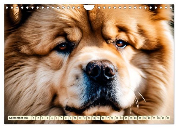 Produktbild: Chow Chow - der L&ouml;wenkopfhund (Wandkalender 2026 DIN A4 quer), CALVENDO Monatskalender