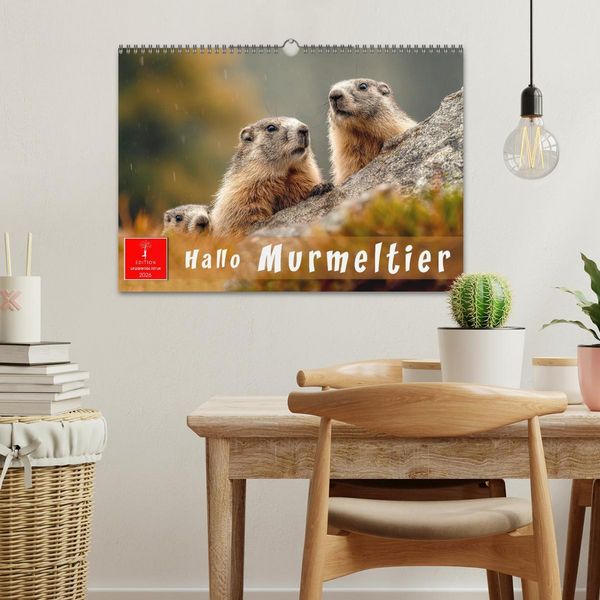 Produktbild: Hallo Murmeltier (Wandkalender 2026 DIN A3 quer), CALVENDO Monatskalender