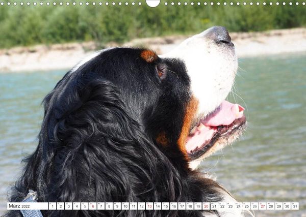 Produktbild: Tierisch nahe Berner-Portr&auml;ts (Wandkalender 2022 DIN A3 quer)